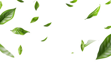 Leaves floating in the air isolated on white