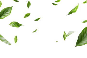 Leaves floating in the air isolated on white