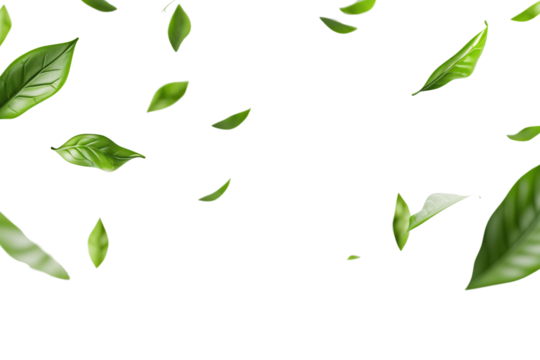 Leaves floating in the air isolated on white