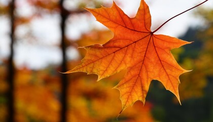 Isolated maple leaf with depth of field highlighting unique shape and vivid autumn hues