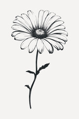 Black and white daisy illustration