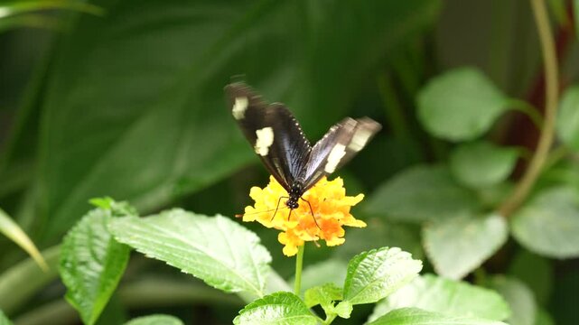 Heliconius doris, Doris longwing,  butterfly from Costa Rica in Central America. Heliconius, beautiful insect sitting on the green leave in the nature. Butterfly, wildlife nature. 