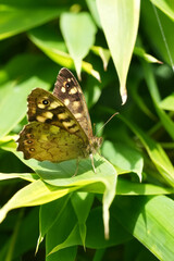 Closeup on a brown speckled wood butterfly, Pararge aegeria on green leaves in a garden