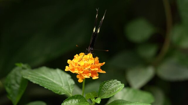 Heliconius doris, Doris longwing,  butterfly from Costa Rica in Central America. Heliconius, beautiful insect sitting on the green leave in the nature. Butterfly, wildlife nature. 