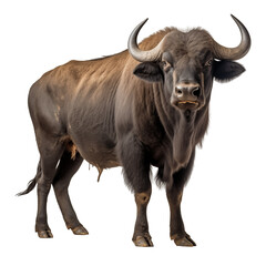 Close-Up Of A Large Black Buffalo With Curved Horns On Transparent Background