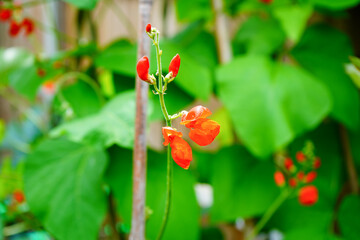Close up of red runner bean flowers in the spring