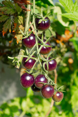 Growing Tomatoes. Multiple colored Tomatoes. Harvesting colorful Tomatoes. Cherry, red, yellow and big orange tomato. Hand Holding Artisan Blush Tiger. Hand Holding Tomato.