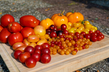 Growing Tomatoes. Multiple colored Tomatoes. Harvesting colorful Tomatoes. Cherry, red, yellow and big orange tomato. Hand Holding Artisan Blush Tiger. Hand Holding Tomato.