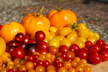 Growing Tomatoes. Multiple colored Tomatoes. Harvesting colorful Tomatoes. Cherry, red, yellow and big orange tomato. Hand Holding Artisan Blush Tiger. Hand Holding Tomato.