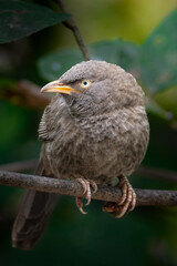 bird on a branch