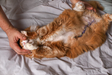 Preparing a cat for medicated treatment of surgical sutures after abdominal surgery