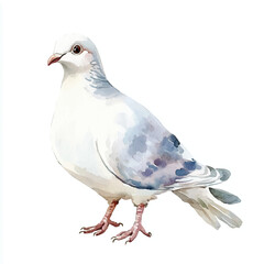 cute Dove watercolor clipart illustration isolated