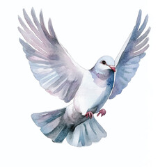 cute Dove watercolor clipart illustration isolated
