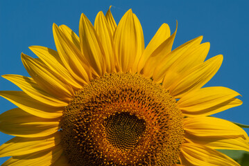 Blooming sunflower flower against blue sky, close-up.