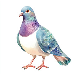 cute Dove watercolor clipart illustration isolated