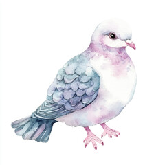 cute Dove watercolor clipart illustration isolated