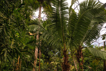 Lush Tropical Jungle with Palm Trees at Eden Project in Cornwall, UK