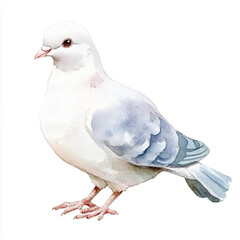cute Dove watercolor clipart illustration isolated