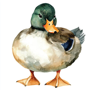 recommend clip art: cute Duck watercolor clipart illustration isolated