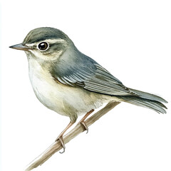 cute Dusky Warbler watercolor clipart illustration isolated