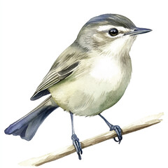 cute Dusky Warbler watercolor clipart illustration isolated