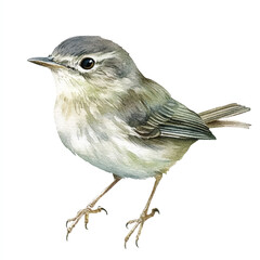 cute Dusky Warbler watercolor clipart illustration isolated