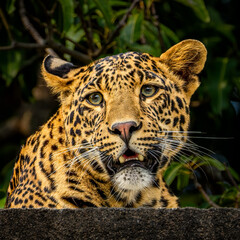 close up of a leopard