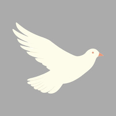 Elegant white dove in flight