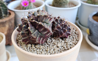 Gymnocalycium cactus forms clumps, green with red inserts. In pots placed on the table together with the same group.