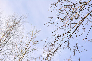 the branches of a bare tree with winter sky on the background