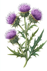Detailed botanical illustration showcasing the beauty of thistle flowers
