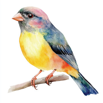 recommend clip art: cute Finch Bird watercolor clipart illustration isolated