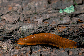 snail animal theme macro photography profile in soft focus wooden textured stump close up background