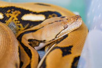 Close-up eye of a snake