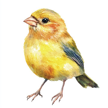 recommend clip art: cute Finch Bird watercolor clipart illustration isolated
