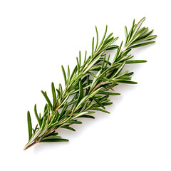 Fototapeta premium solitary rosemary branch on white