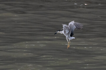 black-crowned night-heron or Nycticorax nycticorax seen at Sasoon Docks in Mumbai, Maharashtra,...