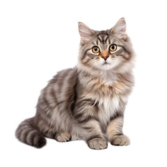 Fluffy Maine Coon Cat Sitting and Staring Intently on White Studio Background