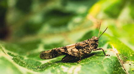 A small grasshopper, with intricate patterns on its wings, sits on a vibrant green leaf