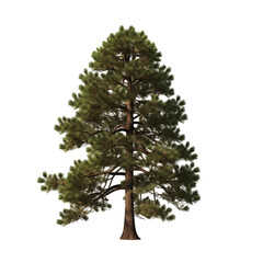 Naklejka premium Tall Evergreen Pine Tree Isolated On Transparent Background in Full Detail