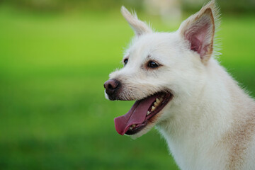 White puppy enjoying a walk on green grass