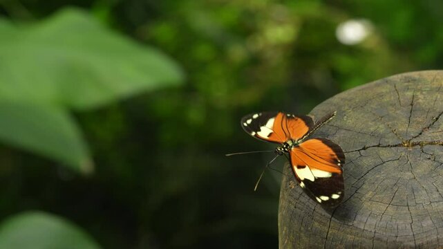 Heliconius numata, the Numata longwing,&uml; butterfly. Insect on flower bloom in the nature habitat.  in Brazil. Wildlife nature. Tropic butterfly in the jungle fores. Close-up detail of butterfly, Peru.