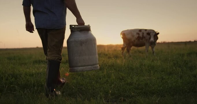 Farmer milkman with can in hand standing in pasture and looking at grazing cow, rear view