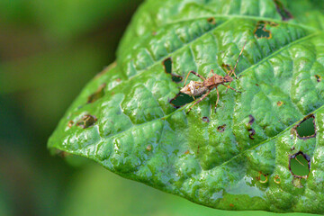 Wild plants, insects, and spiders captured by macro lenses