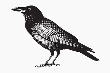 Detailed black crow illustration