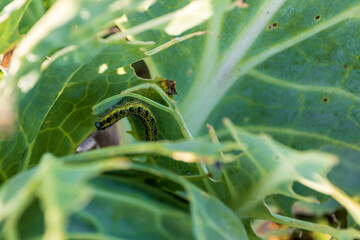 Close-up of a large white butterfly caterpillar, Pieris brassicae, eating cabbage leaves