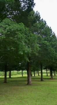 a beautiful gaint trees