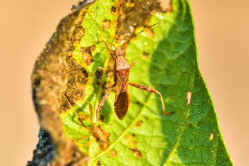 Wild plants, insects, and spiders captured by macro lenses