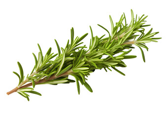 Fototapeta premium Fresh Rosemary Sprig Isolated On A Transparent Background