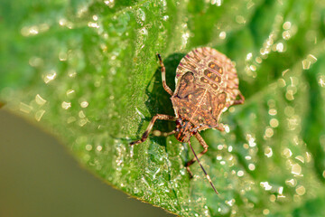 Wild plants, insects, and spiders captured by macro lenses